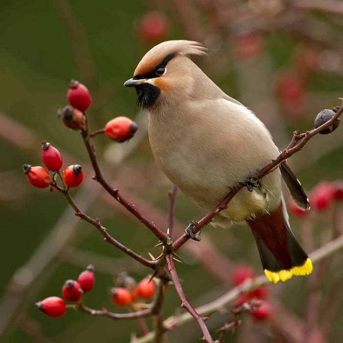Waxwing