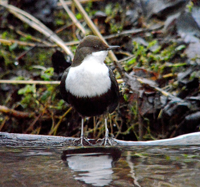 Black-bellied Dipper