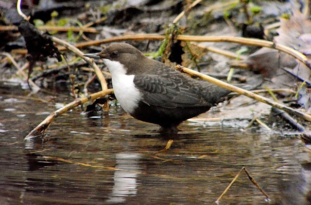 Black-bellied Dipper