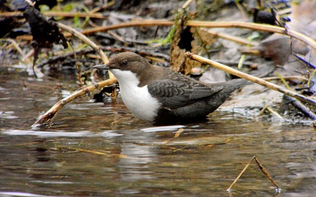 Black-bellied Dipper