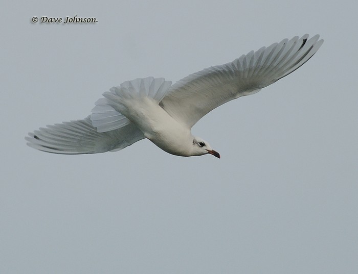Mediterranean Gull