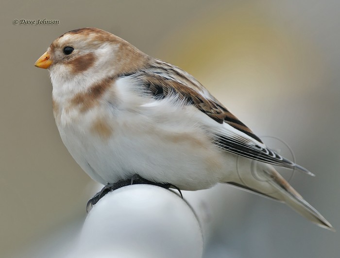 Snow Bunting