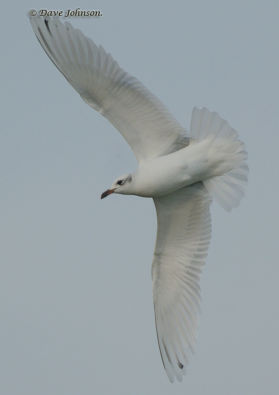 Mediterranean Gull