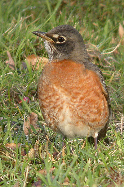 American Robin