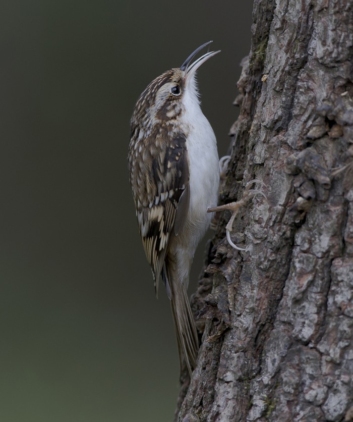 Treecreeper