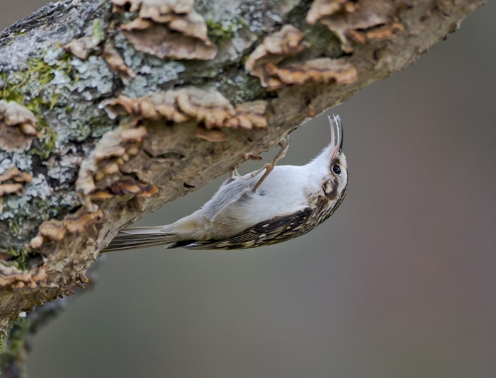 Treecreeper