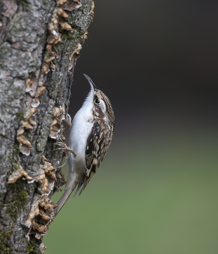 Treecreeper