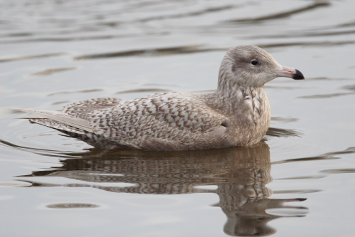 Glaucous Gull