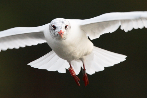 Mediterranean Gull