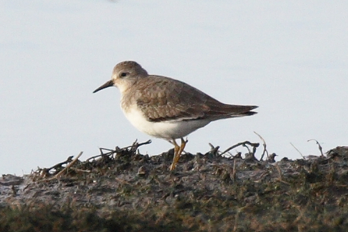 Temminck's Stint