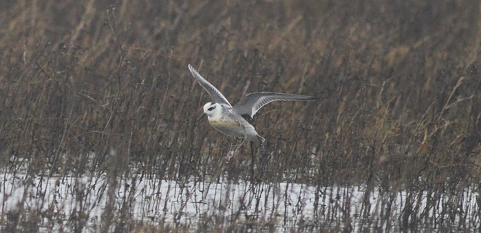 Grey Phalarope