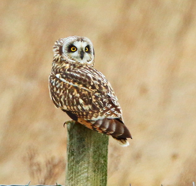 Short-eared Owl