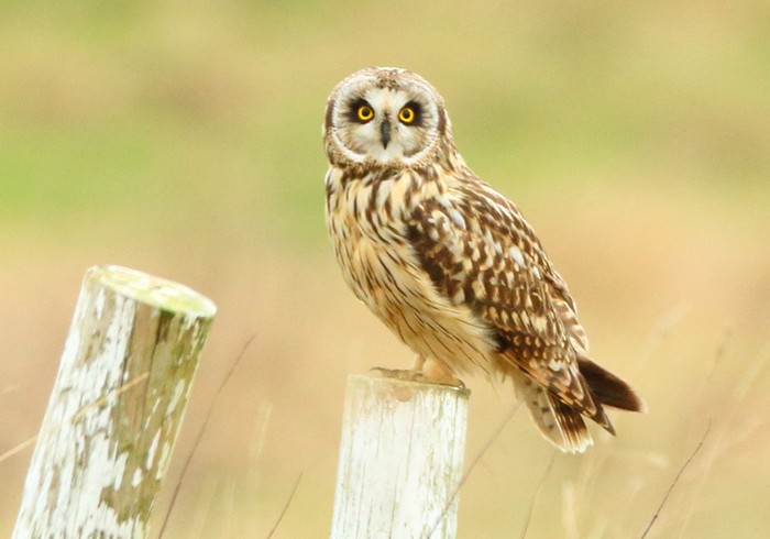 Short-eared Owl