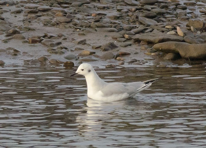 Bonaparte's Gull