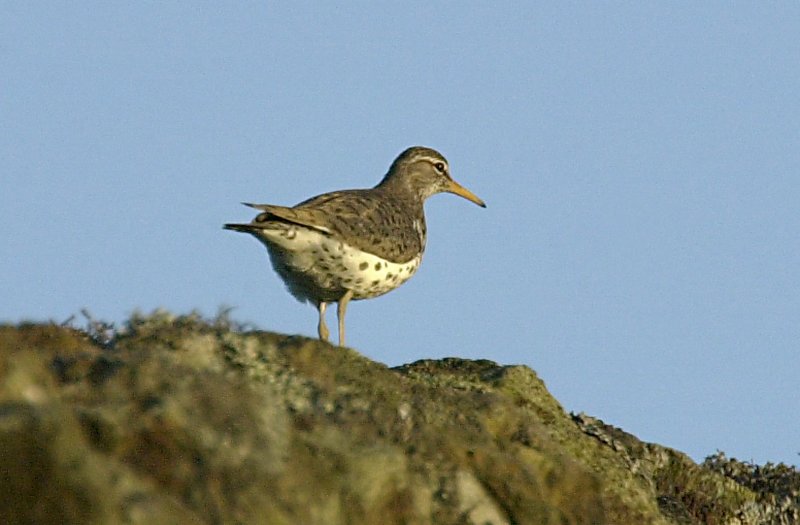Spotted Sandpiper