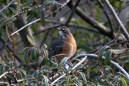 American Robin