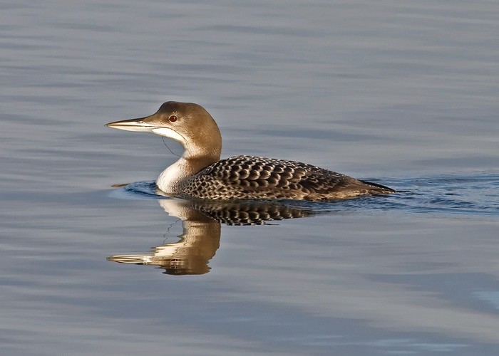 Great Northern Diver