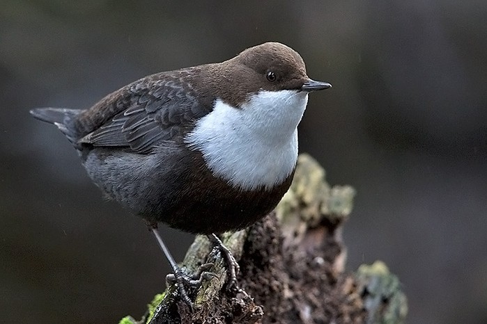 Black-bellied Dipper