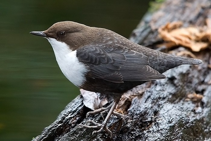 Black-bellied Dipper