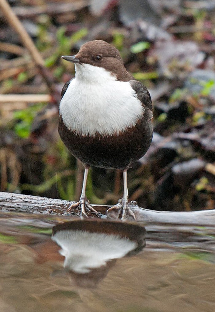 Black-bellied Dipper