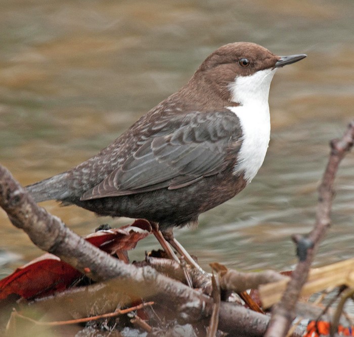 Black-bellied Dipper