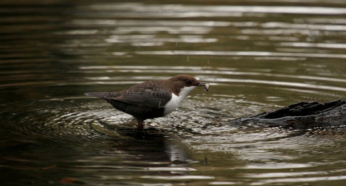 Black-bellied Dipper