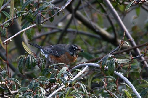 American Robin
