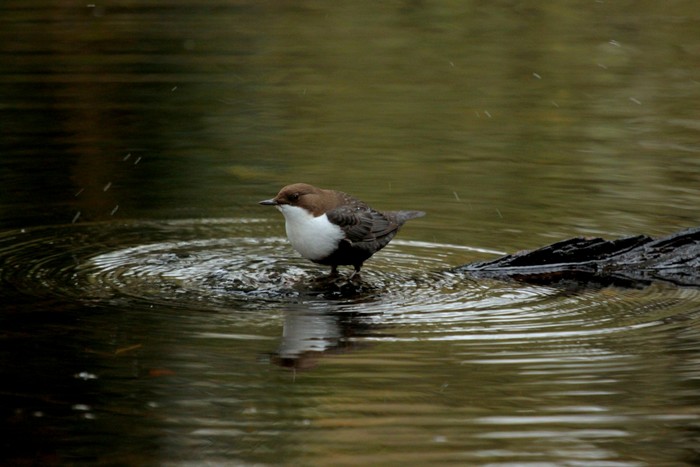 Black-bellied Dipper