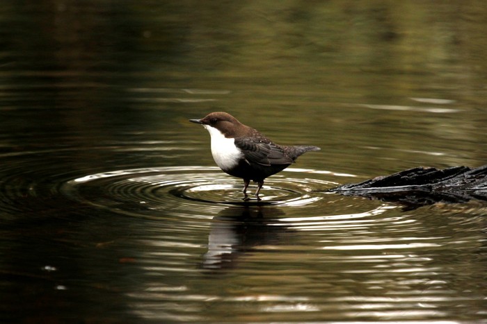 Black-bellied Dipper