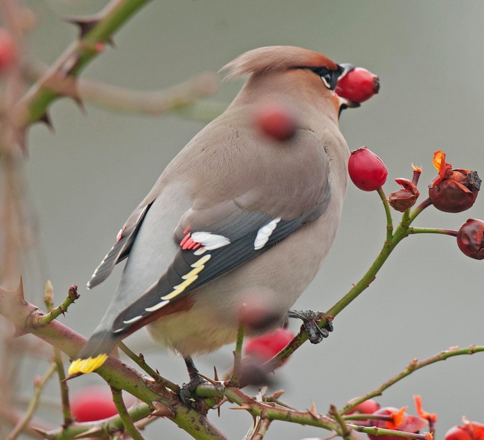 Waxwing