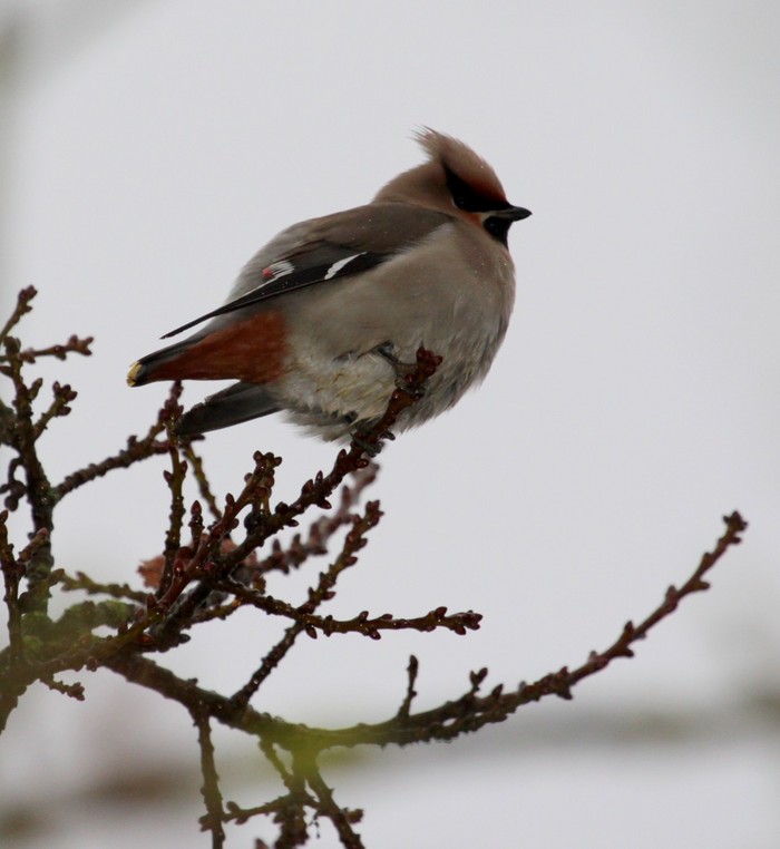 Waxwing