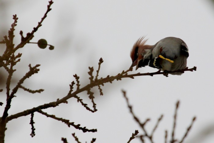 Waxwing