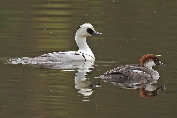 Smew