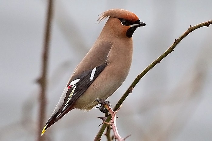 Waxwing