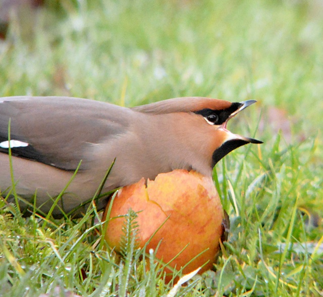 Waxwing