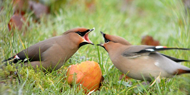 Waxwing