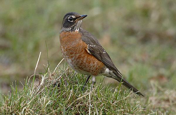 American Robin