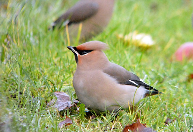 Waxwing
