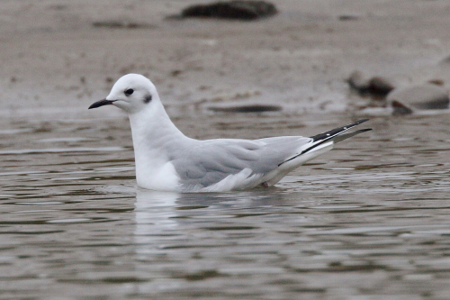 Bonaparte's Gull
