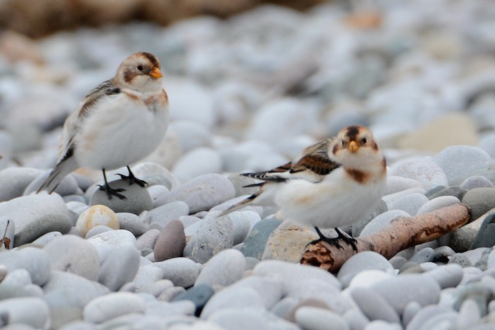 Snow Bunting
