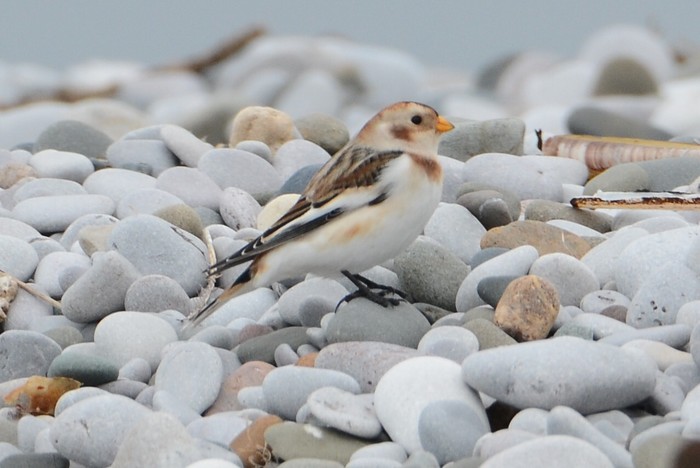 Snow Bunting