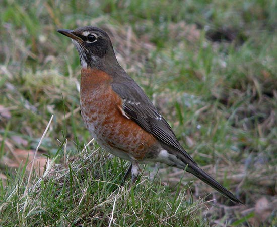 American Robin