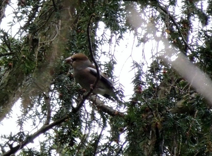 Hawfinch