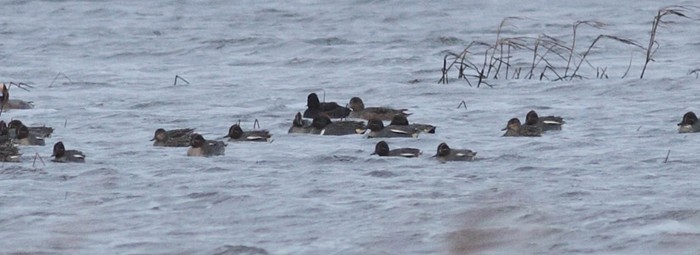 Green-winged Teal