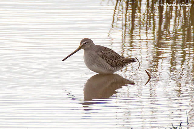 Long-billed Dowitcher