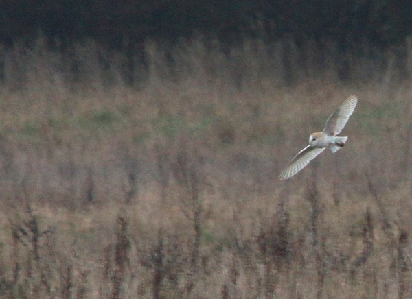 Barn Owl