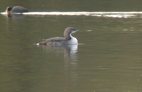 Pacific Diver