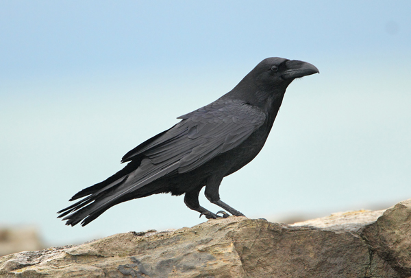 Raven