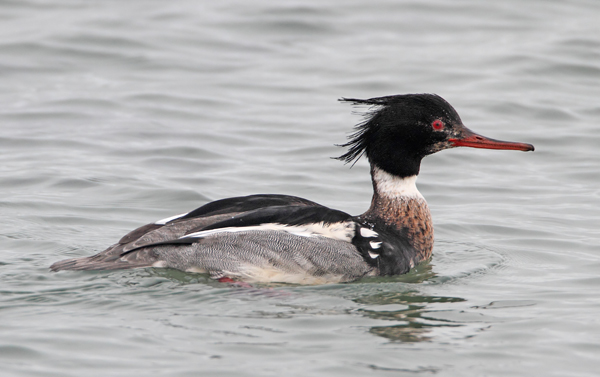 Red-breasted Merganser