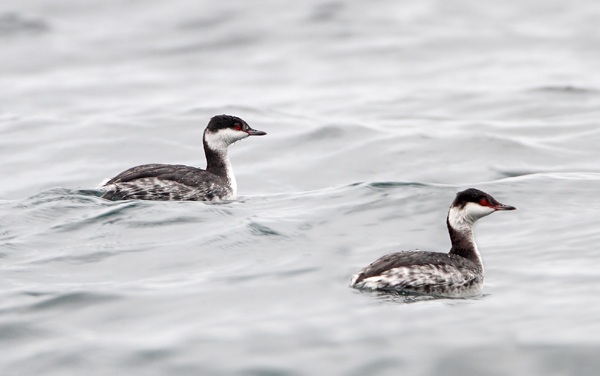 Slavonian Grebe